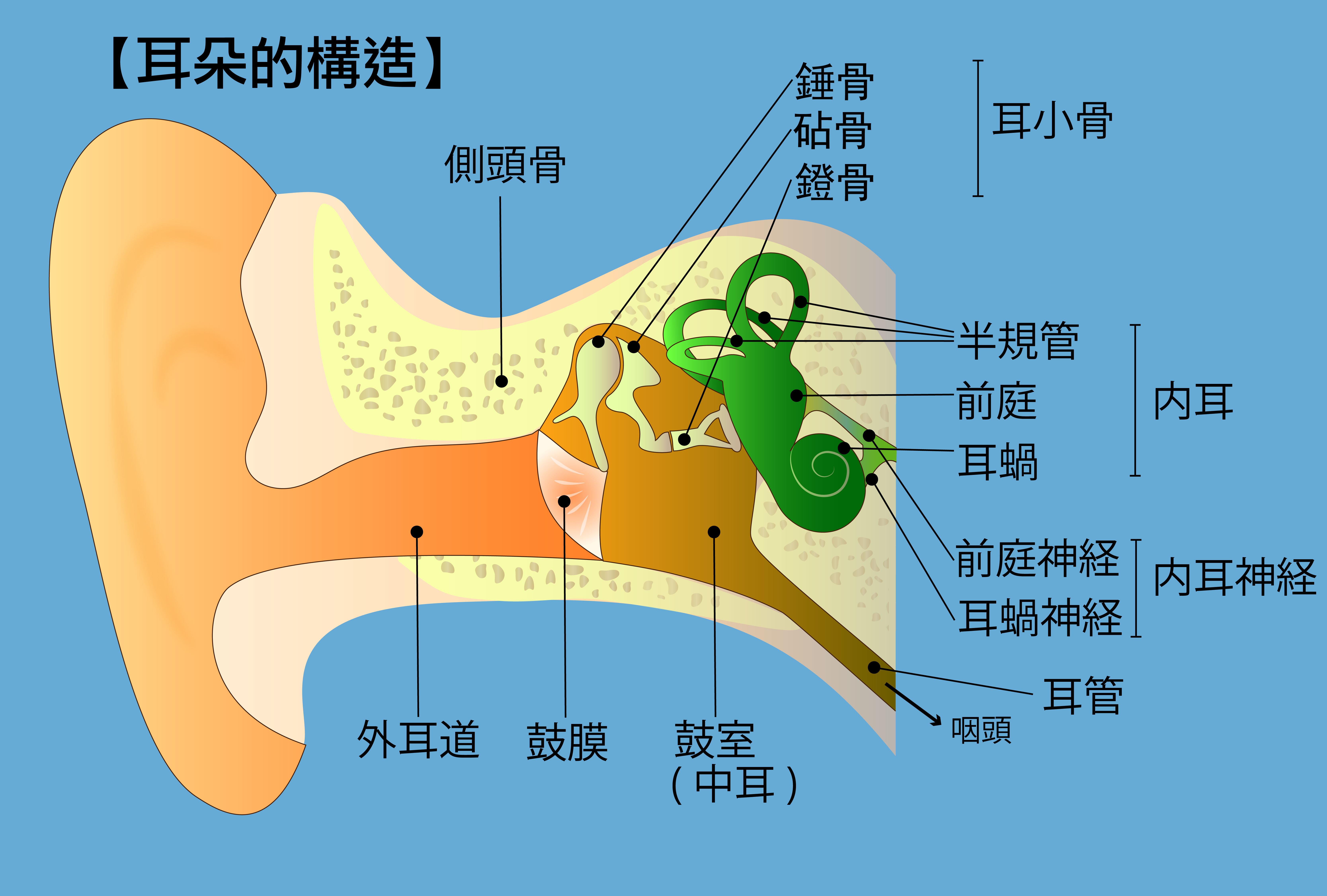 求耳朵结构图-观察耳朵的结构图，填上各部分的名称