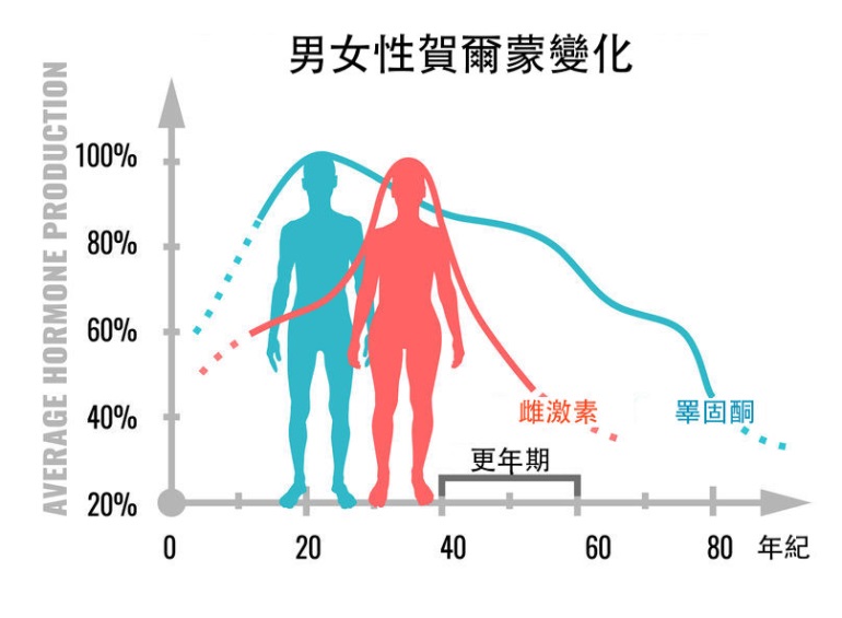 性激素
